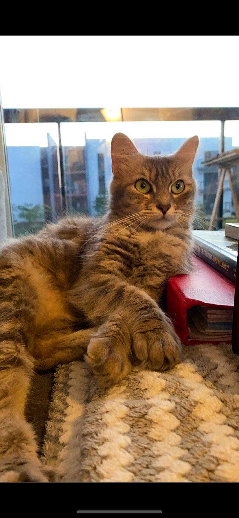 Epona Alias Moumoune a rejoint le concours — aidez-le/la à gagner de superbes lots ! carnivore, cat, claw, domestic_short_haired_cat, fawn, felidae, fur, paw, plant, sitting, small_to_medium_sized_cats, snout, tail, terrestrial_animal, tree, whiskers, wildlife, wood