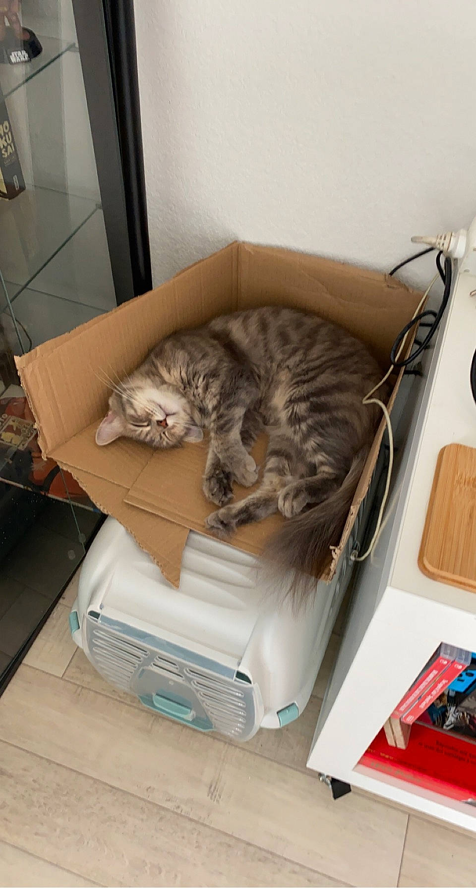 Epona Alias Moumoune participe au concours pour gagner de l'argent avec cette photo : carnivore, cat, cat_bed, cat_supply, comfort, domestic_short_haired_cat, felidae, fur, hardwood, nap, pet_supply, room, small_to_medium_sized_cats, tail, vehicle, whiskers, wood