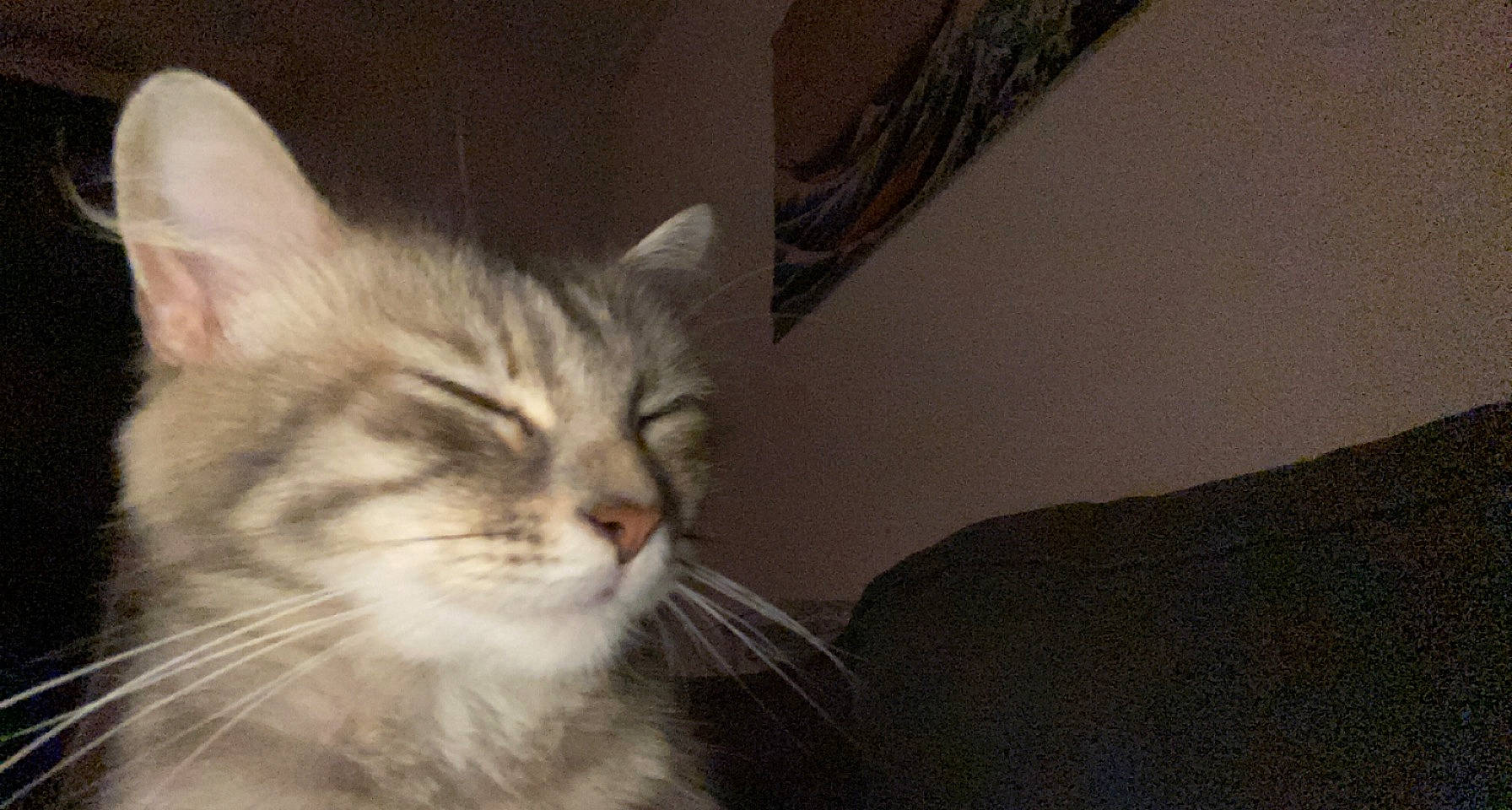 Epona Alias Moumoune a rejoint le concours — aidez-le/la à gagner de superbes lots ! carnivore, cat, comfort, domestic_short_haired_cat, door, felidae, fur, paw, small_to_medium_sized_cats, snout, whiskers, window