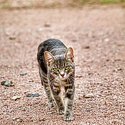Iris participe au concours pour gagner de l'argent avec cette photo : cat, tabby, animal, walking, outdoor, gravel, green_eyes, nature, feline, pet, mammal, focused, striding, alone, small, cute, ground, portrait, closeup, alert