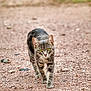 cat, tabby, animal, walking, outdoor, gravel, green_eyes, nature, feline, pet, mammal, focused, striding, alone, small, cute, ground, portrait, closeup, alert