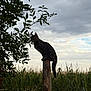 Iris a rejoint le concours — aidez-le/la à gagner de superbes lots ! cat, animal, wooden_post, cornfield, sky, cloudy_sky, outdoor, nature, greenery, tree_branch, silhouette, perched, wildlife, feline, tail, plant, leaf, rural, fence_wire, daylight