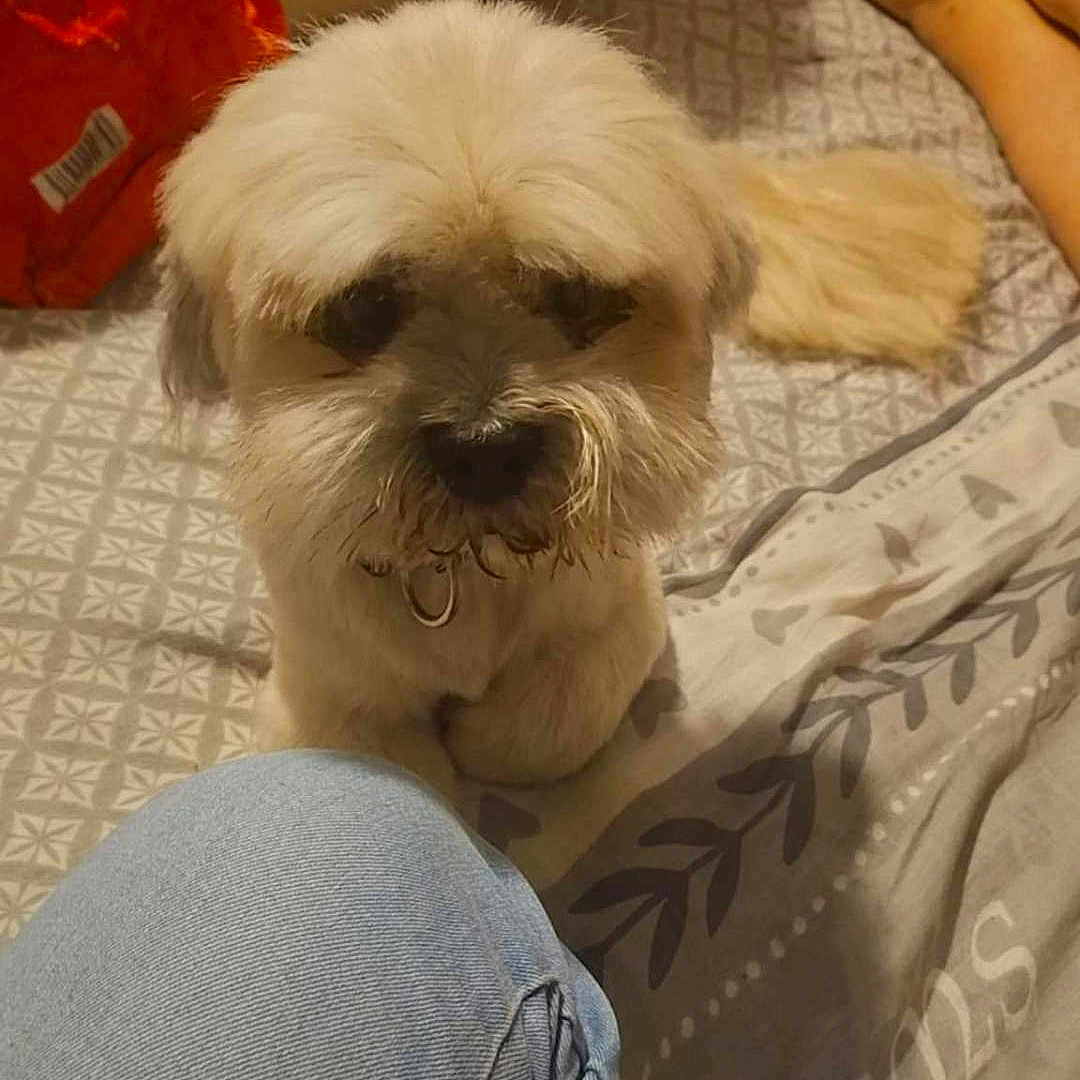 Jehtro participe au concours pour gagner de l'argent avec cette photo : bedspread, casual, cozy, cute, dog, feet, fluffy, home, indoor, jeans, knee, light, looking_up, pattern, person, pet, phone, scruffy, small_dog, video_call