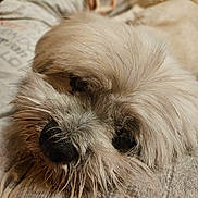 Jehtro a rejoint le concours — aidez-le/la à gagner de superbes lots ! animal_face, bed, canine, close_up, companion, cozy, cute, dog, domestic_animal, fabric, fluffy, fur, indoors, pet, pillow, relaxed, resting, sleepy, snout, whiskers