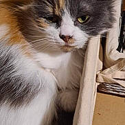 Lola a rejoint le concours — aidez-le/la à gagner de superbes lots ! animal, basket, calico, cat, closeup, cute, ears, eyes, fabric, feline, fluffy, fur, gray, indoors, orange, pet, relaxed, resting, whiskers, white