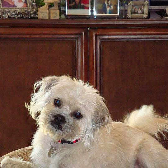 Cookie