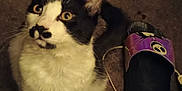 Big Daddy is registered to the contest to win money with this photo: animal, black_and_white, carpet, cat, curious, cute, domestic_cat, ears, feline, floor, fur, household_item, indoor, looking_up, paw, pet, playful, sitting, slipper, whiskers