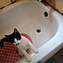 Big Daddy is registered to the contest to win money with this photo: animal, bathtub, black_and_white, cat, curious, cute, drain, edge, feline, floor, grime, indoor, kitten, old_bathroom, pet, red_mat, small, tap, white, worn