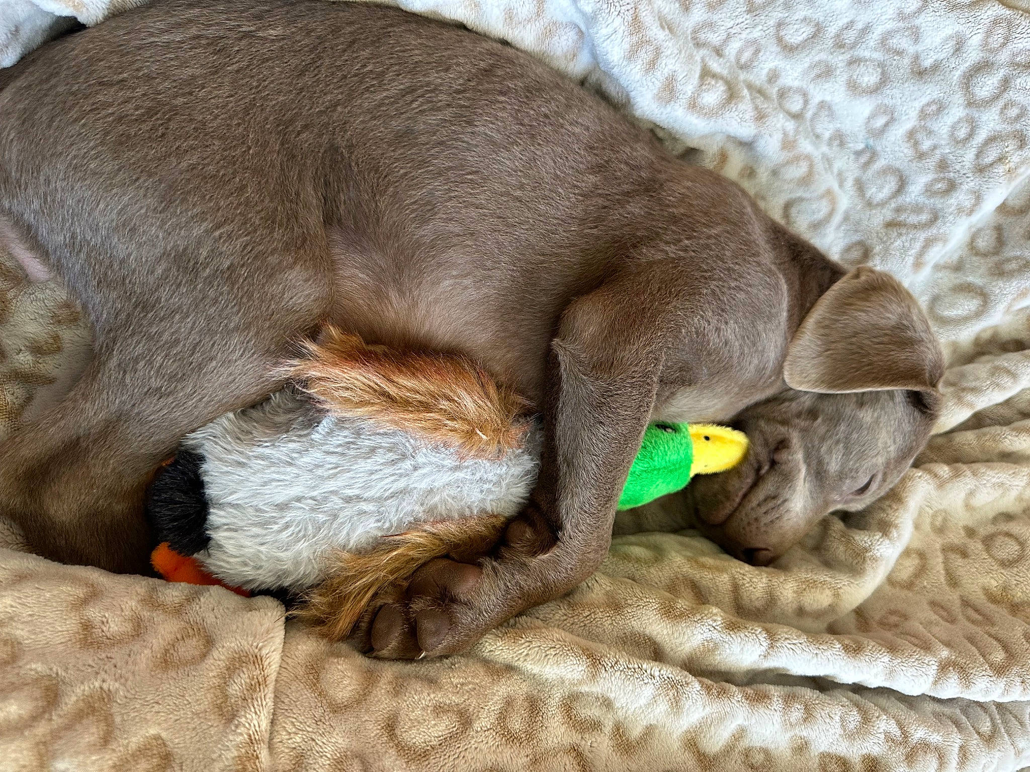 Daisy Mae is registered to the contest to win money with this photo: canidae, carnivore, claw, comfort, companion_dog, dog, dog_breed, dog_supply, fawn, felidae, fur, liver, nap, pet_supply, snout, sporting_group, tail, terrestrial_animal, whiskers, working_animal