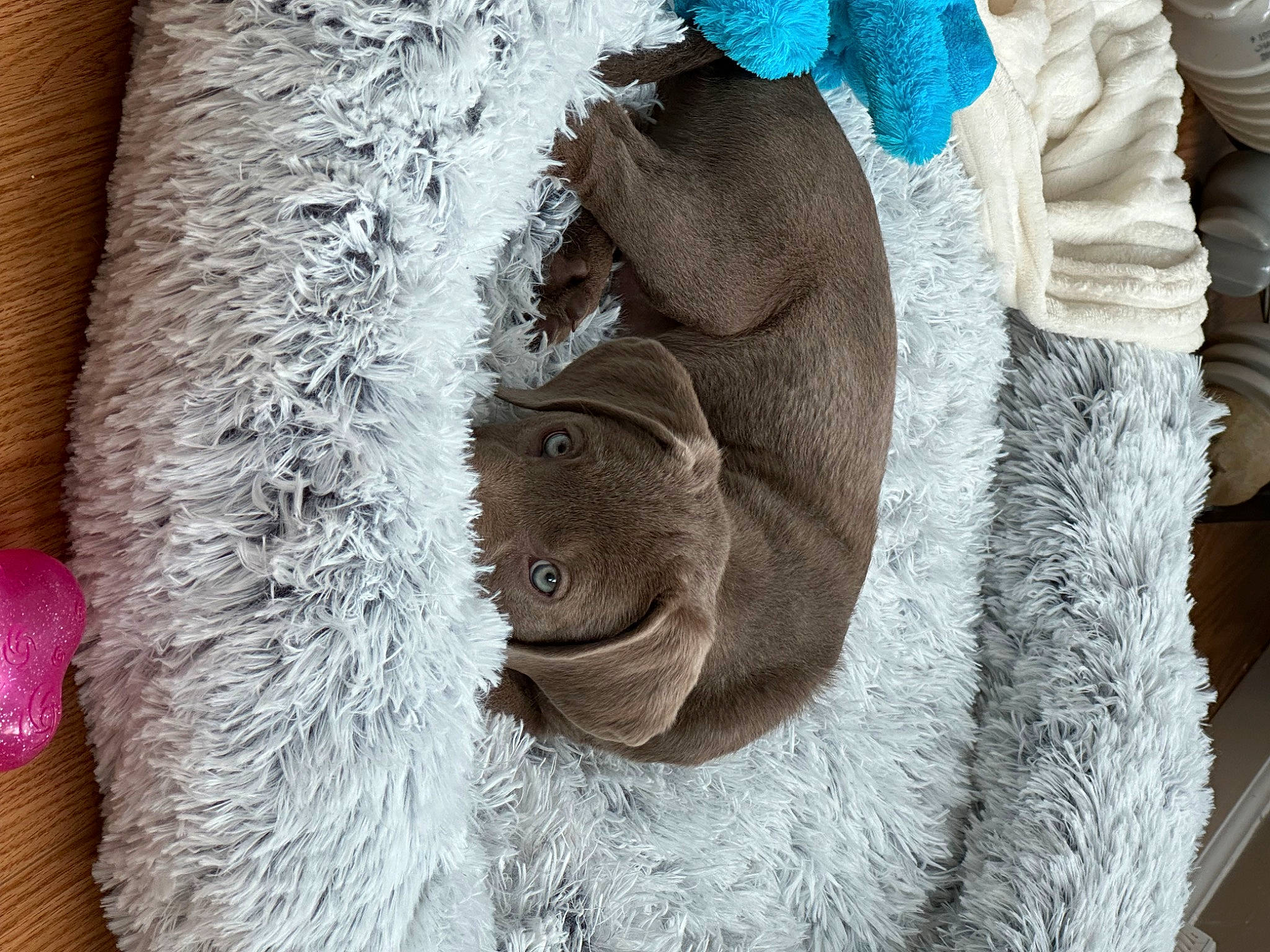 Daisy Mae is registered to the contest to win money with this photo: art, child, crochet, denim, dress, fashion_accessory, freezing, fur, grey, linens, needlework, pattern, room, sleeve, textile, thread, winter, wood, wool, woolen