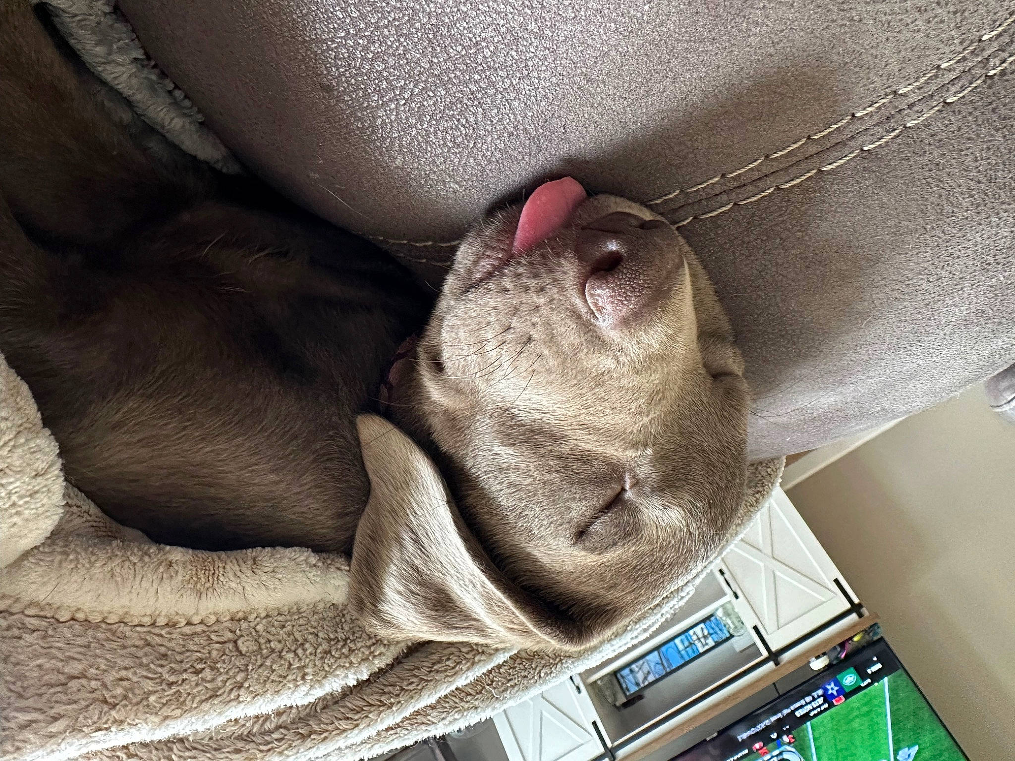 Daisy Mae joined the competition — help win amazing prizes! beige, canidae, carnivore, comfort, companion_dog, dog, dog_breed, fawn, felidae, fur, grey, linens, liver, small_to_medium_sized_cats, snout, sporting_group, textile, whiskers, working_animal, wrinkle