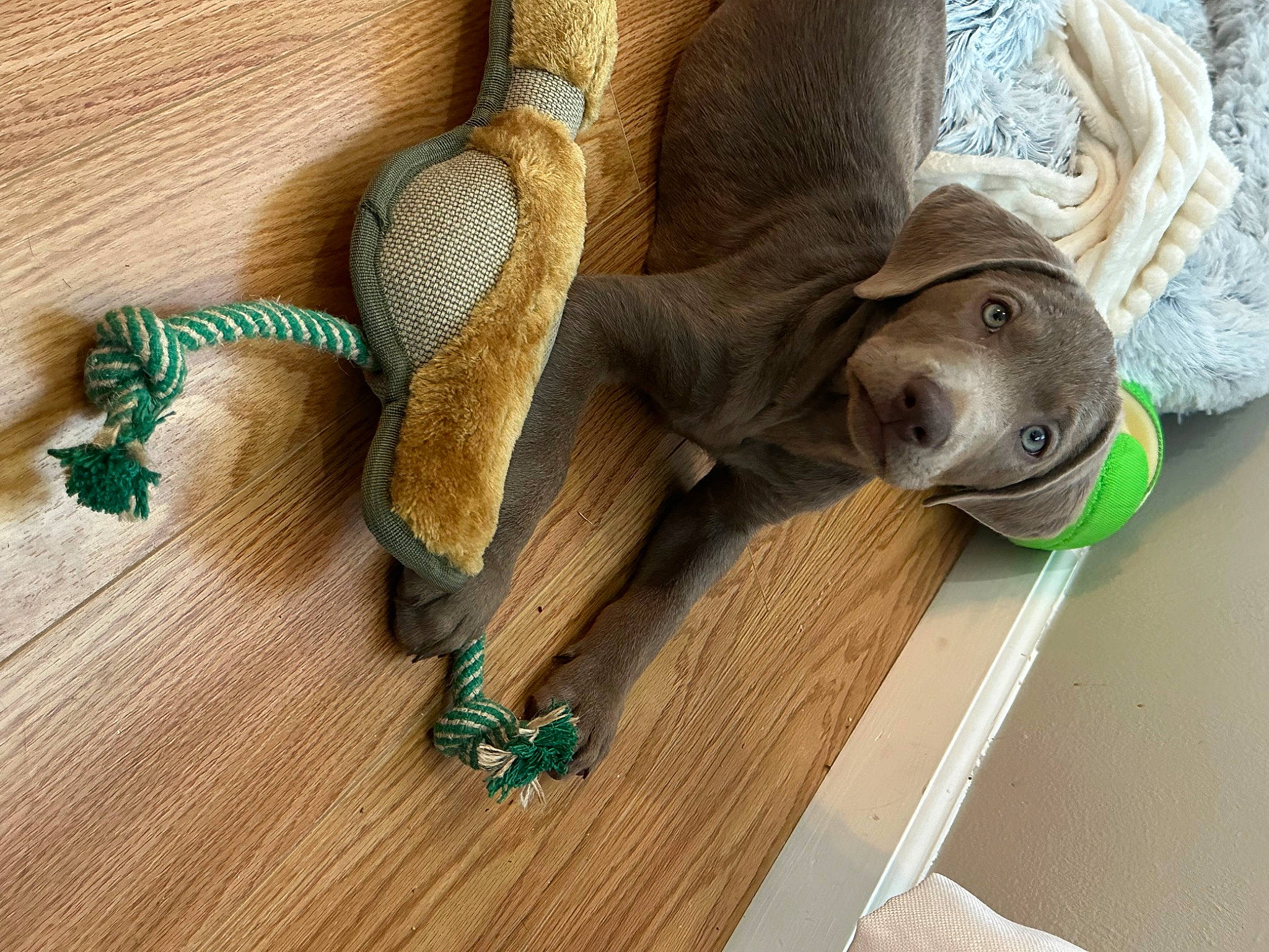 Daisy Mae joined the competition — help win amazing prizes! comfort, cowboy_hat, elephant, fawn, fedora, flooring, hardwood, hat, natural_material, plywood, snout, sombrero, sun_hat, terrestrial_animal, varnish, wildlife, wood, wood_flooring, wood_stain, working_animal