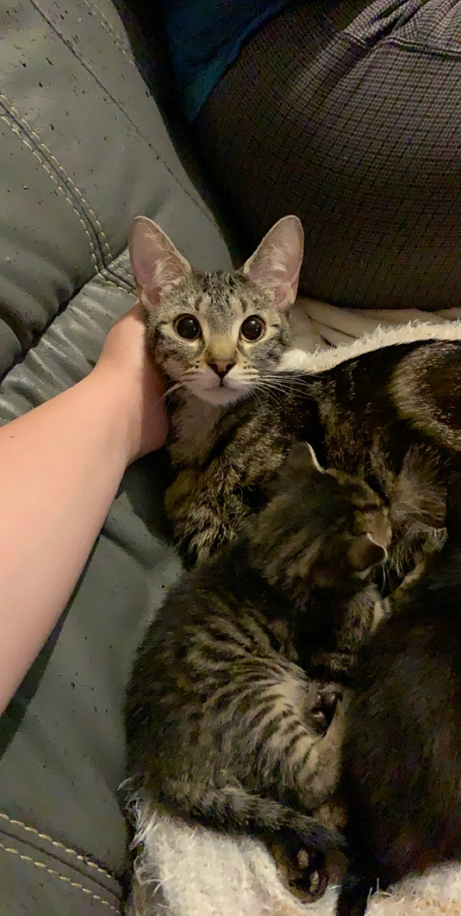 Paprika a rejoint le concours — aidez-le/la à gagner de superbes lots ! american_shorthair, asian, australian_mist, california_spangled, carnivore, cat, domestic_short_haired_cat, dragon_li, egyptian_mau, european_shorthair, felidae, german_rex, kitten, mammal, oriental_longhair, pixie_bob, small_to_medium_sized_cats, tabby_cat, vertebrate, whiskers