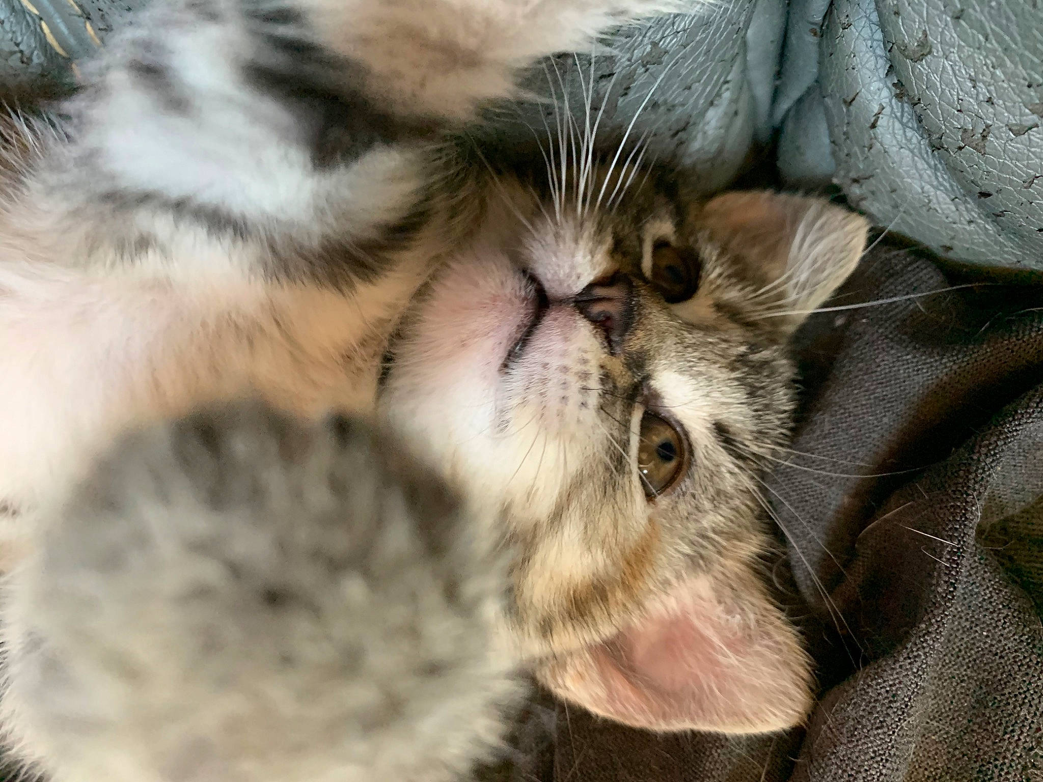 Neptune a rejoint le concours — aidez-le/la à gagner de superbes lots ! american_shorthair, carnivore, cat, claw, close_up, european_shorthair, felidae, fur, kitten, mammal, norwegian_forest_cat, nose, paw, pixie_bob, polydactyl_cat, siberian, small_to_medium_sized_cats, snout, tabby_cat, whiskers