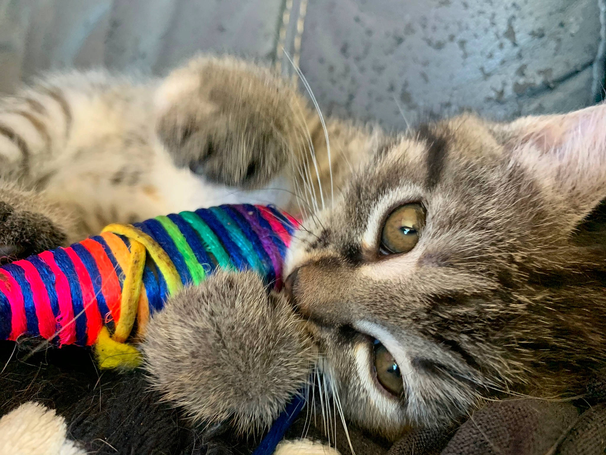 Neptune participe au concours pour gagner de l'argent avec cette photo : american_curl, american_shorthair, carnivore, cat, claw, domestic_short_haired_cat, european_shorthair, felidae, fur, kitten, munchkin, paw, pixie_bob, ragamuffin, scottish_fold, siberian, small_to_medium_sized_cats, snout, tabby_cat, whiskers