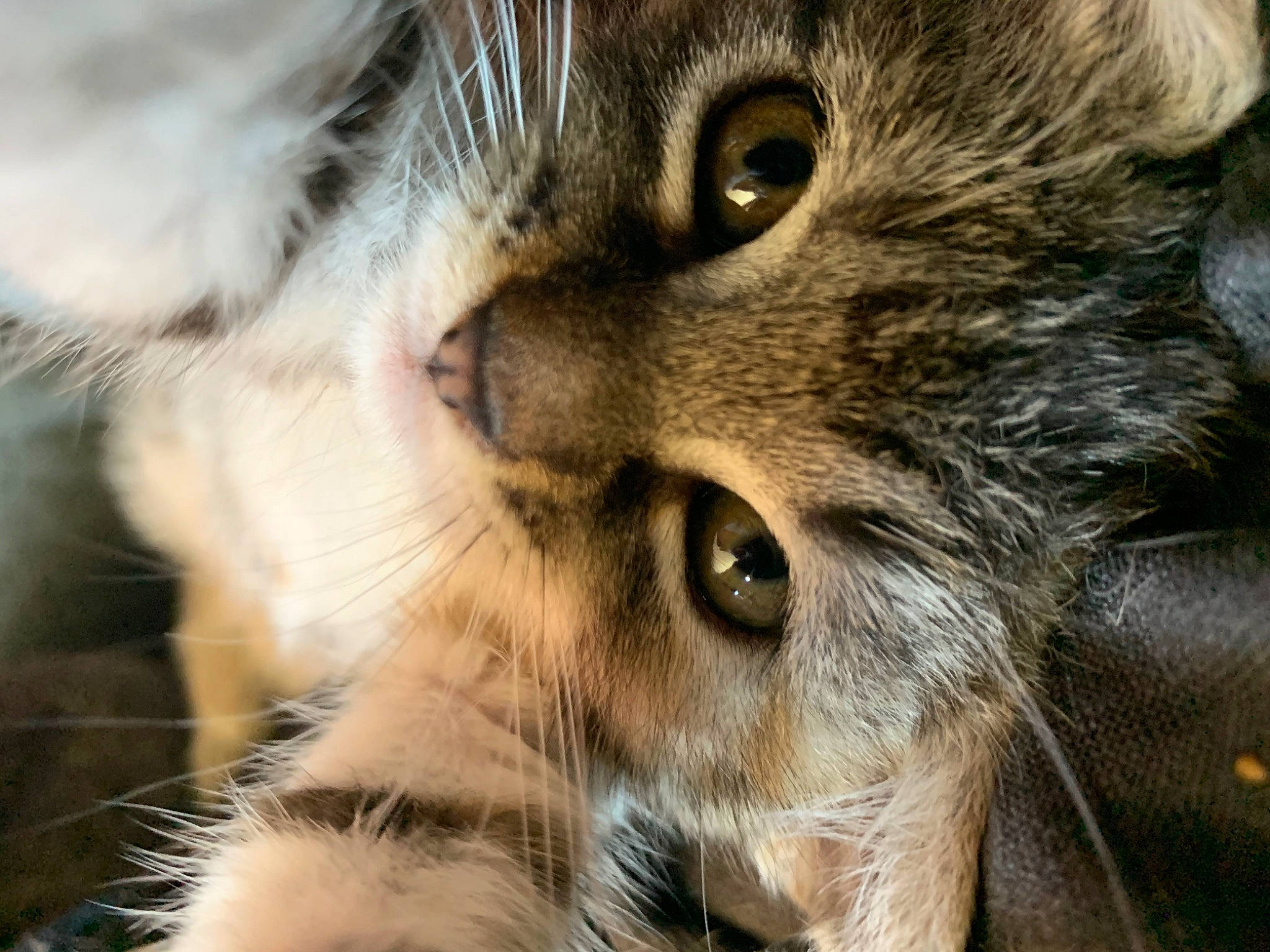 Neptune participe au concours pour gagner de l'argent avec cette photo : carnivore, cat, close_up, domestic_short_haired_cat, european_shorthair, eye, felidae, fur, kitten, mammal, norwegian_forest_cat, nose, photography, pixie_bob, siberian, small_to_medium_sized_cats, snout, tabby_cat, whiskers, wildlife