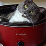 cat, gray_cat, white_cat, pet, animal, crockpot, red_crockpot, kitchen_appliance, indoor, fur, whiskers, face, eyes, relaxed, cute, domestic_cat, looking, lying_down, household, closeup