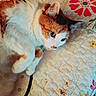 bedding, blanket, cat, close_up, cozy, domestic, ear, face, feline, floral_pattern, home, indoor, lying_down, orange_and_white, paw, pet, portrait, quilt, relaxed, whiskers