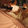 animal, bedroom, blanket, calico, cat, close_up, cozy, cushion, dog_portrait, domestic, fabric, furniture, household, indoor, pet, relaxing, resting, sleeping, soft_lighting, warm_colors