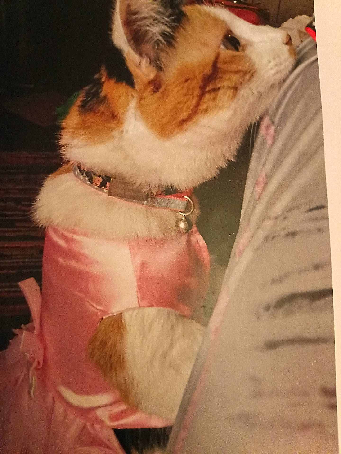 Emmaleesa joined the competition — help win amazing prizes! affection, animal, bell, calico_cat, cat, close_up, collar, companion, cozy, cute, domestic_animal, fur, indoor, pajamas, person, pet, pink_clothing, silk, snuggling, soft_lighting