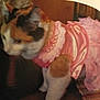 animal, calico_cat, cat, clothing, costume, cute, domestic_animal, dress, ears, fabric, feline, fur, indoor, mammal, pet, pink_dress, ruffles, striped_surface, tail, whiskers