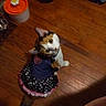Emmy is registered to the contest to win money with this photo: animal, calico_cat, cat, clothing, collar, curious, cute, domestic_animal, dress, feline, floor, flooring, indoor, looking_up, orange_container, pet, polka_dot, small, tail, wooden_floor