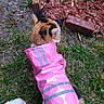 animal, back_view, brick, calico_cat, casual, cat, daylight, exploration, footwear, garden, grass, greenery, mulch, nature, nike_slide, outdoor, pet, pink_raincoat, rainwear, sock