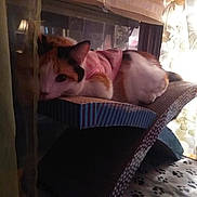 Emmy is registered to the contest to win money with this photo: animal, calico_cat, cat, cat_scratch_post, cozy, curious, curtain, domestic_cat, feline, floral_curtain, furniture, home, indoor, looking, pet, pink_clothing, relaxed, resting, soft_light, window