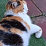 Emmy joined the competition — help win amazing prizes! animal, brick_patio, calico, cat, cute, domestic_cat, ears, feline, fur, green_mat, lazy, nature, outdoor, paw, pet, relaxed, resting, side_view, tabby_pattern, whiskers
