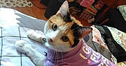 Emmy joined the competition — help win amazing prizes! animal, bed, blanket, calico_cat, cat, clothing, collar, curious, domestic_animal, ears, feline, furniture, indoor, looking_at_camera, patterned_blanket, pet, purple_shirt, snacks, whiskers, wooden_floor