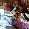 animal, bed, blanket, calico_cat, cat, clothing, collar, curious, domestic_animal, ears, feline, furniture, indoor, looking_at_camera, patterned_blanket, pet, purple_shirt, snacks, whiskers, wooden_floor