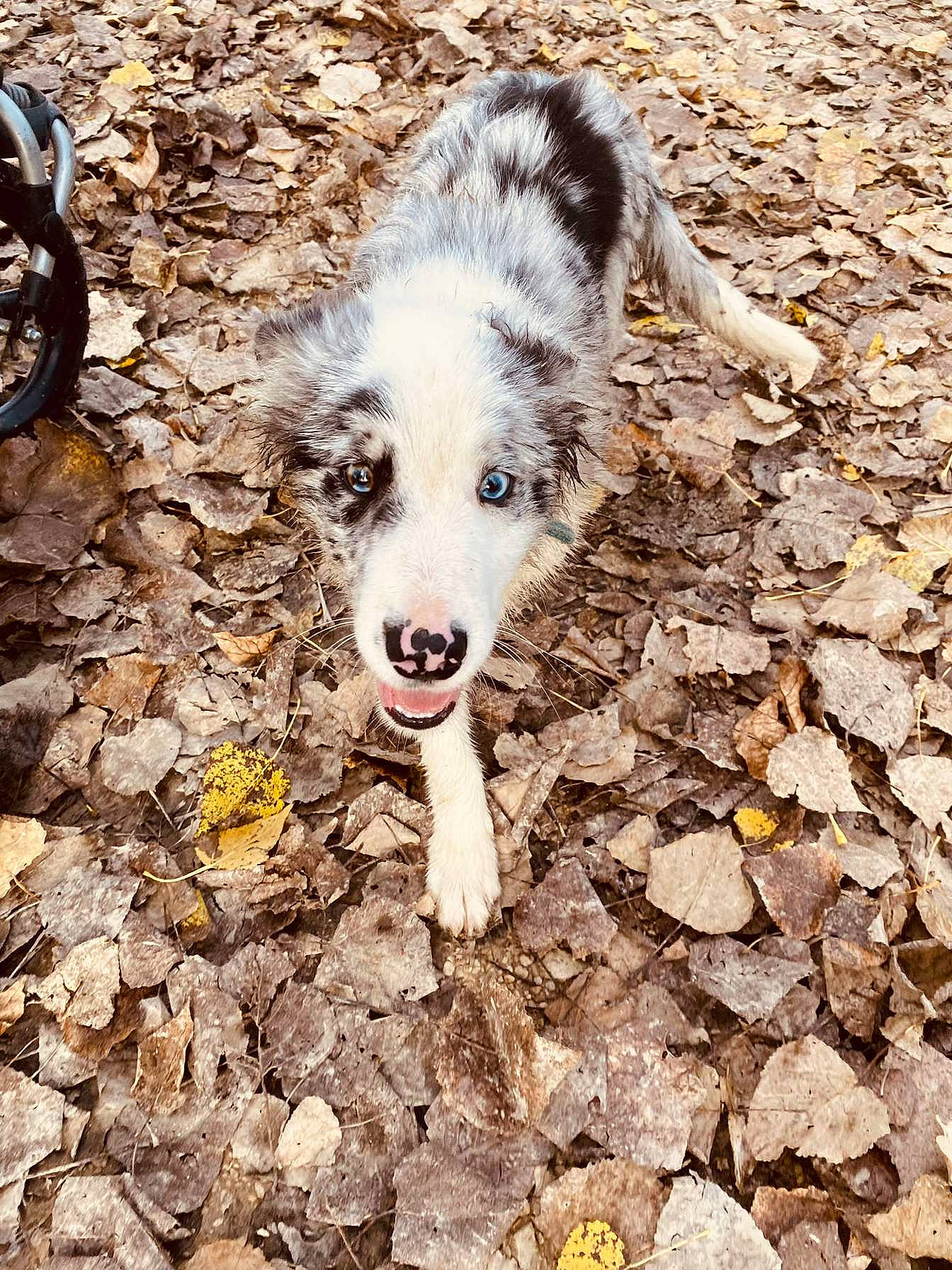 Tayko participe au concours pour gagner de l'argent avec cette photo : canidae, carnivore, companion_dog, dog, dog_breed, fur, herding_dog, soil, sporting_group, terrestrial_animal, working_dog