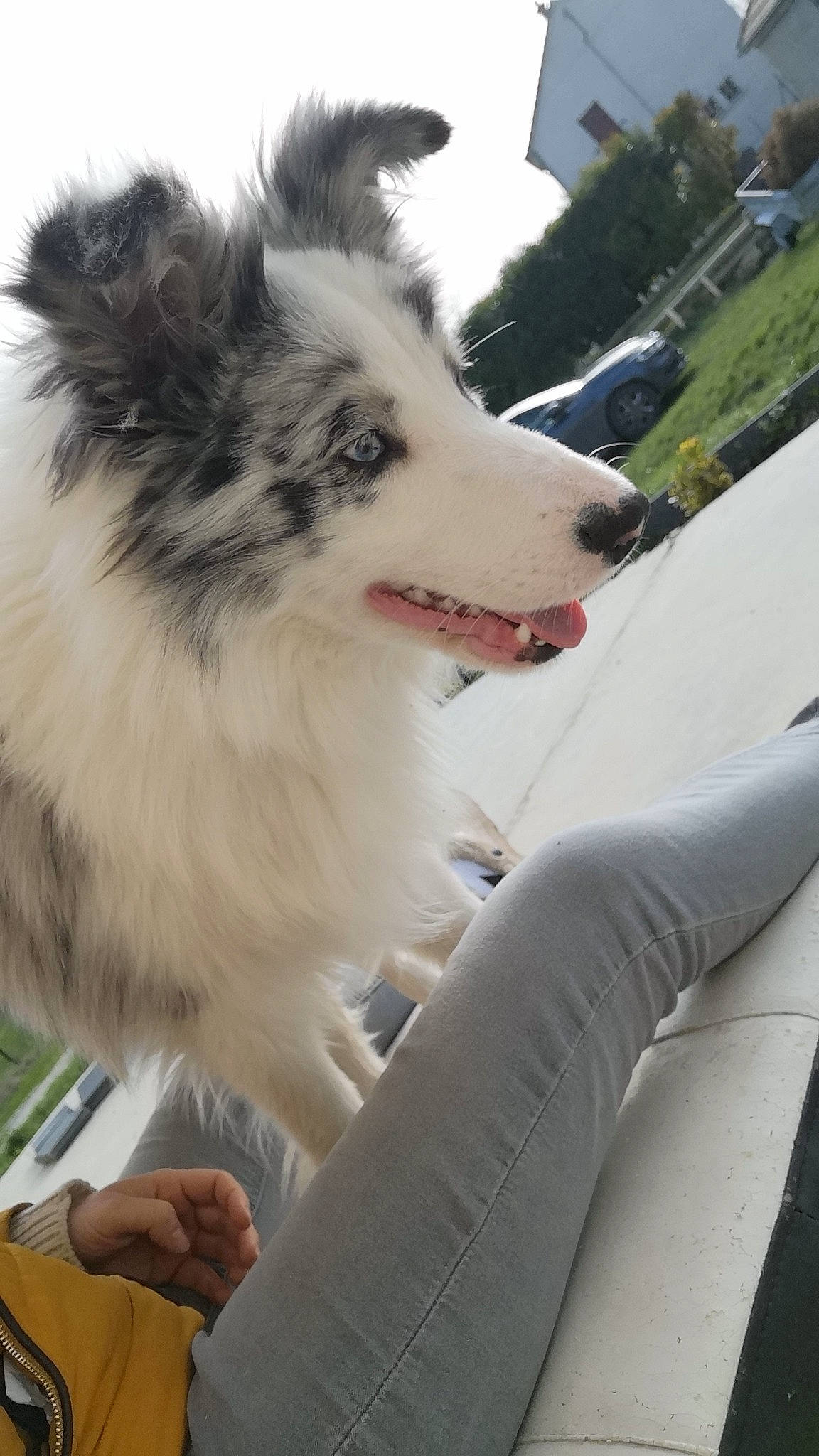 Tayko participe au concours pour gagner de l'argent avec cette photo : ancient_dog_breeds, border_collie, canidae, carnivore, collar, companion_dog, dog, dog_breed, foot, fur, herding_dog, non_sporting_group, plant, recreation, sled_dog, sporting_group, terrestrial_animal, whiskers, working_animal, working_dog