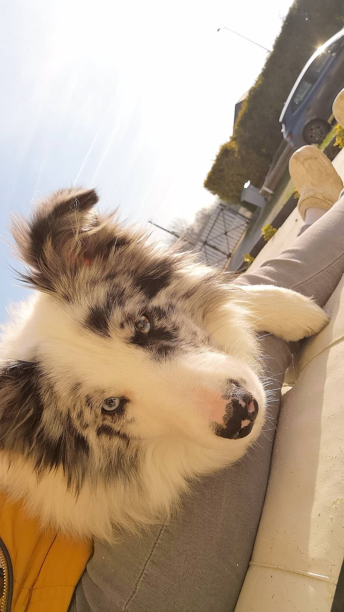 Tayko participe au concours pour gagner de l'argent avec cette photo : canidae, carnivore, cat, claw, cloud, companion_dog, dog_breed, fawn, felidae, fur, paw, sky, small_to_medium_sized_cats, snout, sporting_group, tail, whiskers