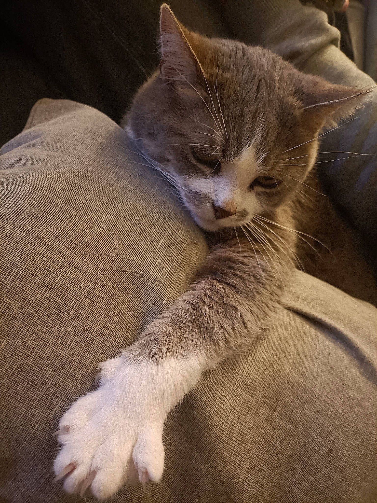 Eragon participe au concours pour gagner de l'argent avec cette photo : carnivore, cat, cat_supply, claw, comfort, domestic_short_haired_cat, ear, felidae, fur, grey, nap, paw, sleep, small_to_medium_sized_cats, snout, tail, terrestrial_animal, whiskers