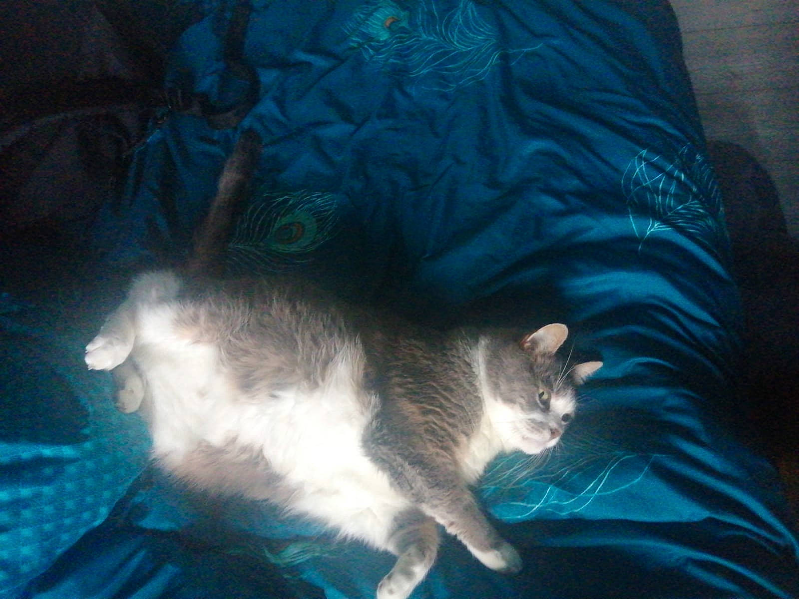 Eragon participe au concours pour gagner de l'argent avec cette photo : black_cat, blanket, carnivore, cat, cat_supply, claw, comfort, domestic_short_haired_cat, electric_blue, felidae, fur, linens, nap, paw, room, small_to_medium_sized_cats, tail, whiskers