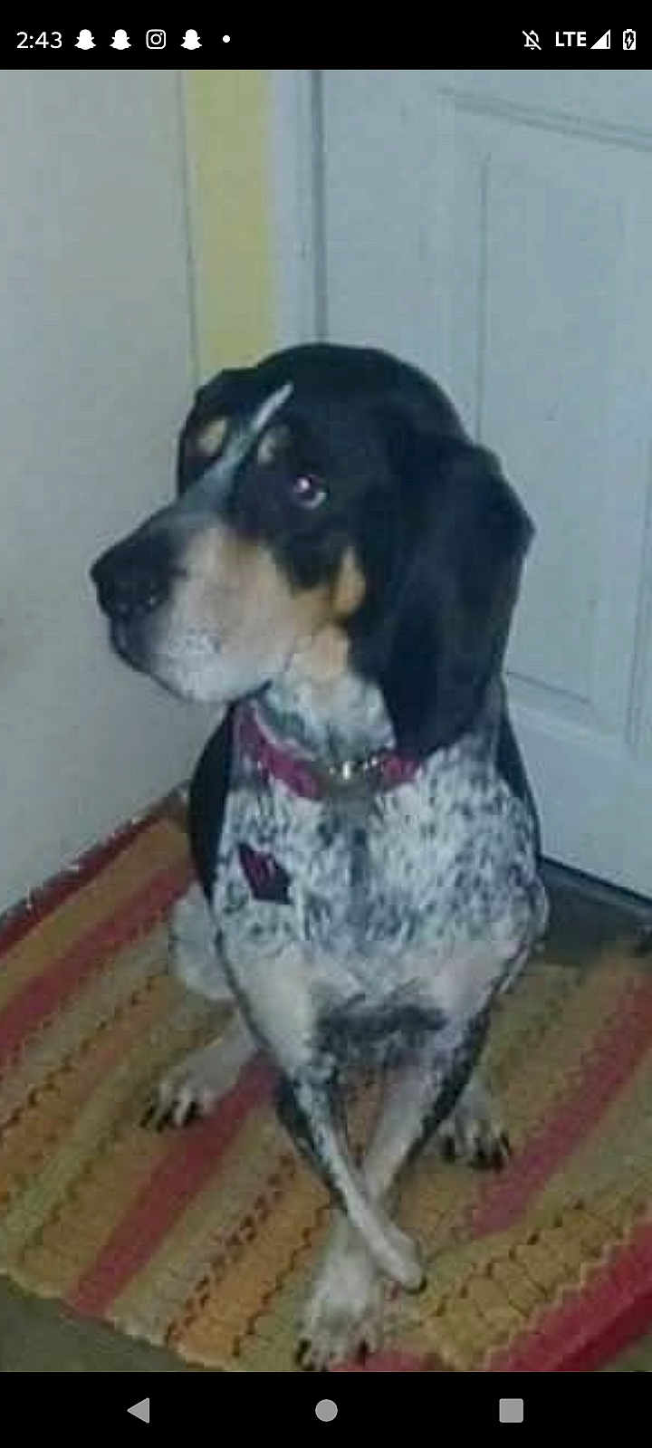 Jasmine is registered to the contest to win money with this photo: animal, black_and_white, canine, carpet, collar, crossed_paws, curious, dog, domestic, door, floor, household, indoor, looking_away, pet, quiet, side_view, sitting, spotted, striped_rug