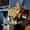Nala is registered to the contest to win money with this photo: bow_tie, cat, cat_tree, collar, curious, ears, feline, floor, fur, furniture, indoor, kitten, mirror, paws, pet, reflection, room, scratching_post, tabby, whiskers