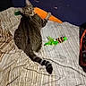 bed, carrot_toy, cat, curious, dark_wall, ears, feline, fur, green_feather_toy, home, indoor, looking_back, paint_chips, pet, resting, striped_bedspread, striped_tail, tabby_cat, toy, whiskers
