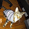 Nala joined the competition — help win amazing prizes! animal, cat, chair, clothing, cozy, cute, domestic, expression, feline, floor, home, indoor, light, pet, shadow, striped, sweater, tabby_cat, whiskers, wooden_floor