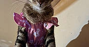 Nala is registered to the contest to win money with this photo: animal, cat, close_up, clothing, costume, cute, domestic_animal, ears, feline, floral_pattern, fur, indoor, looking_down, pet, pink, portrait, serious_expression, shadow, tabby_cat, whiskers