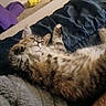 Snuggles joined the competition — help win amazing prizes! cat, kitten, fluffy, long_hair, tabby, white_fur, brown_fur, gray_fur, lying_down, belly_up, raised_paw, animal, pet, indoors, blanket, bedding, cushion, cozy, portrait, playful