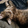 Snuggles joined the competition — help win amazing prizes! cat, tabby, pet, feline, fluffy, fur, whiskers, eyes, paws, lying_down, upside_down, relaxed, indoor, blanket, couch, close_up, portrait, brown, striped, cute