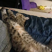 Snuggles joined the competition — help win amazing prizes! cat, tabby_cat, fluffy, fur, sleeping, relaxed, upside_down, lying_down, blanket, bed, blue_fabric, purple_chair, yellow_toy, indoor, home, cozy, close_up, pet, whiskers, playful