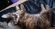 Snuggles joined the competition — help win amazing prizes! cat, kitten, tabby, fluffy, fur, whiskers, eyes, ears, paws, lying_down, upside_down, playful, cute, pet, blanket, bed, indoor, cozy, portrait, animal
