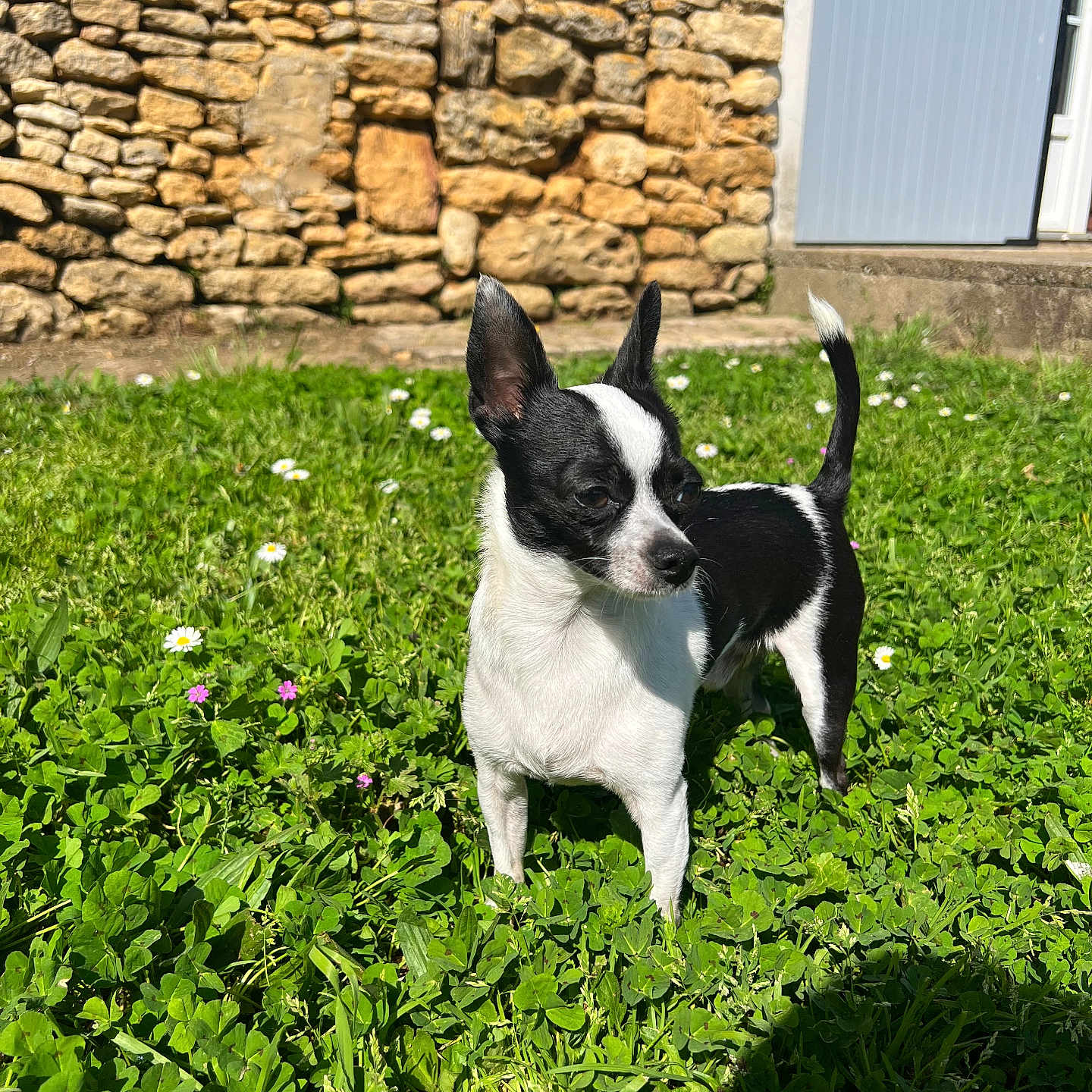 Timon participe au concours pour gagner de l'argent avec cette photo : animal, architecture, backyard, building, canine, dog, flower, grass, herbal, herbs, nature, outdoors, pet, plant, puppy, rock, stonewall, vegetation, wall, yard