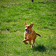 Remi is registered to the contest to win money with this photo: dog, running, grass, outdoor, field, happy, tongue_out, ears_up, collar, mammal, pet, playful, motion, sprint, sunlight, greenery, park, shadow, single_subject, vibrant