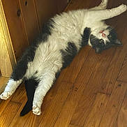 Maxi is registered to the contest to win money with this photo: animal, black_and_white, cat, cozy, curious, cute, domestic, feline, flooring, fur, indoor, laying_down, paw, pet, playful, relaxed, resting, stretching, whiskers, wooden_floor