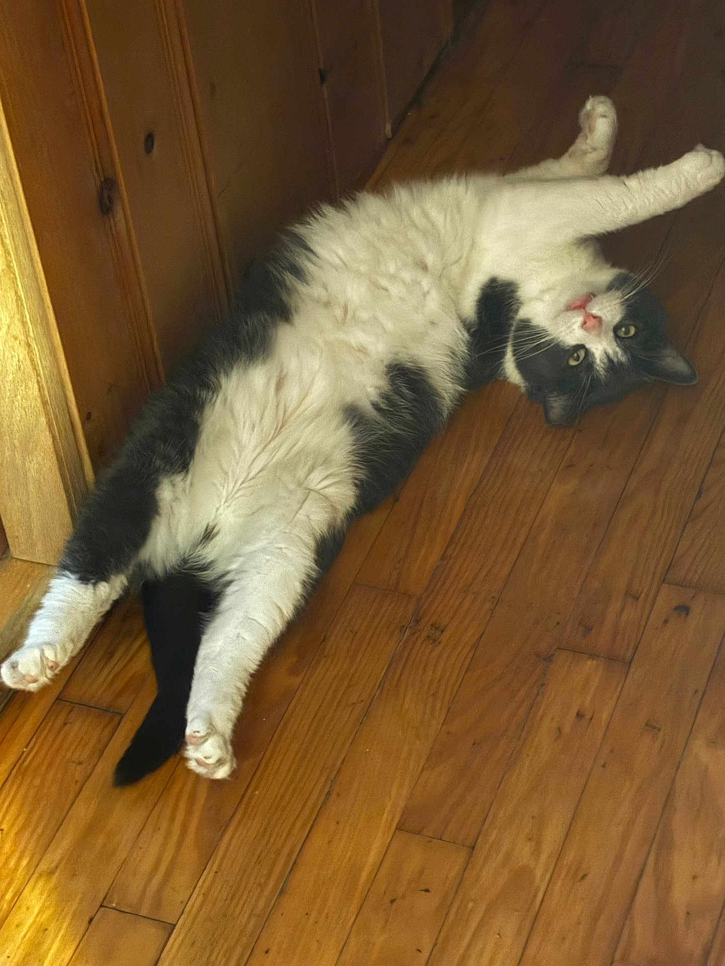 Maxi is registered to the contest to win money with this photo: animal, black_and_white, cat, cozy, curious, cute, domestic, feline, flooring, fur, indoor, laying_down, paw, pet, playful, relaxed, resting, stretching, whiskers, wooden_floor