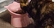 Hazzel joined the competition — help win amazing prizes! animal, bottle, carpet, cat, collar, domestic, eating, feeding, floor, food_bowl, fur, household_items, indoor, pet, pink, plastic_bowl, quiet, side_view, storage_drawers, tortoiseshell_cat